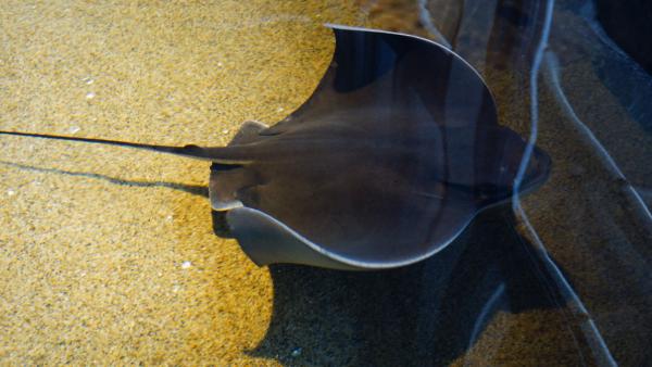 Название: DSC00045.jpg
Просмотров: 4269
Размер: 33.0 Кб