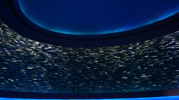 Название: DSC00049.jpg
Просмотров: 3872
Размер: 32.3 Кб