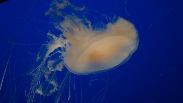 Название: DSC00053.jpg
Просмотров: 3550
Размер: 15.3 Кб