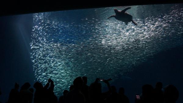 Название: DSC00062.jpg
Просмотров: 3466
Размер: 32.0 Кб