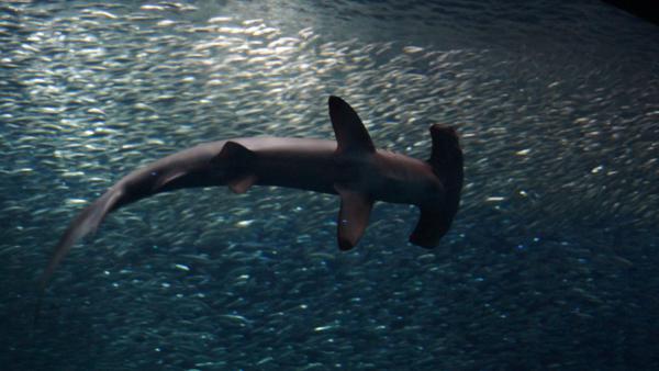 Название: DSC00067.jpg
Просмотров: 3413
Размер: 31.7 Кб