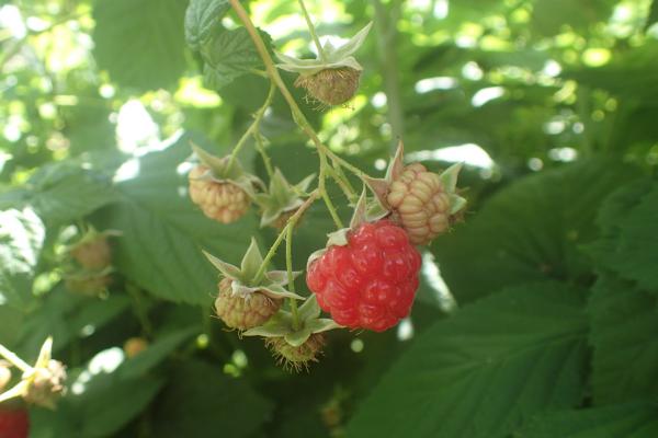 Название: P6161974.jpg
Просмотров: 1208
Размер: 29.6 Кб