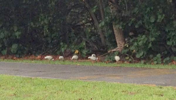 Название: AE66WfVt_ho.jpg
Просмотров: 1112
Размер: 30.3 Кб