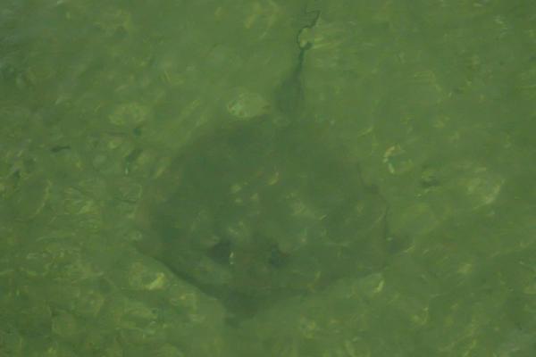 Название: P7273586.jpg
Просмотров: 1228
Размер: 14.2 Кб