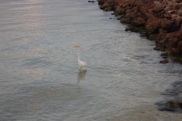 Название: P7273594.jpg
Просмотров: 1079
Размер: 30.9 Кб