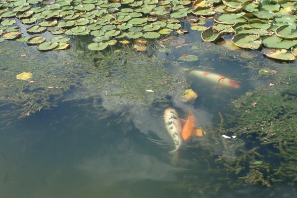 Название: P9054815.jpg
Просмотров: 1177
Размер: 43.9 Кб