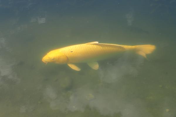 Название: P9054821.jpg
Просмотров: 1200
Размер: 11.6 Кб