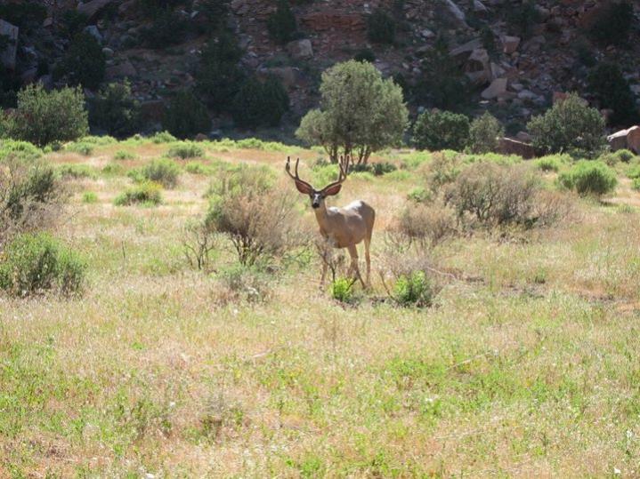 Название: deer.jpg
Просмотров: 4736
Размер: 82.8 Кб