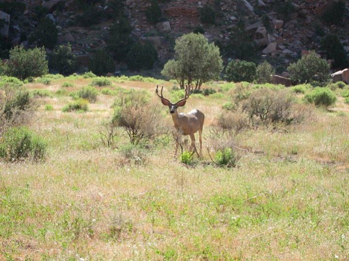 Название: deer.jpg
Просмотров: 2697

Размер: 82.8 Кб