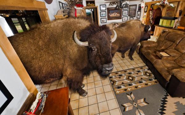 Название: bizon_zhivjot_v_dome_15.jpg
Просмотров: 600
Размер: 47.8 Кб