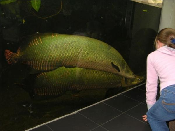 Название: arapaima18-620x465.jpg
Просмотров: 718

Размер: 27.3 Кб