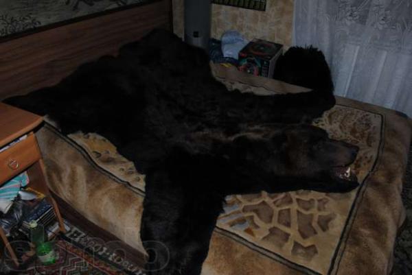 Название: 75741627_2_644x461_kover-iz-shkury-burogo-medvedya-fotografii_rev001.jpg
Просмотров: 734
Размер: 27.4 Кб