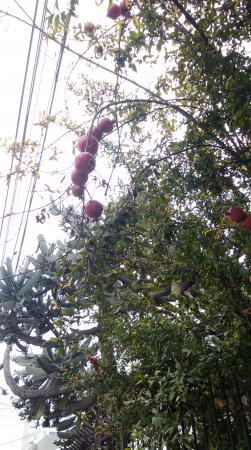 Название: IMAG4914.jpg
Просмотров: 863
Размер: 38.0 Кб