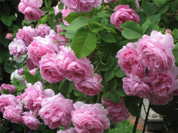 Название: roses.jpg
Просмотров: 226

Размер: 50.6 Кб