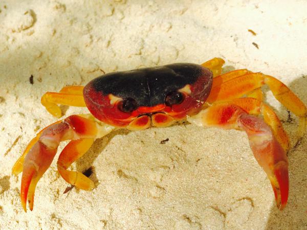 Название: image.jpg
Просмотров: 415
Размер: 48.5 Кб