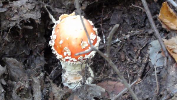 Название: 1605.jpg
Просмотров: 543
Размер: 38.3 Кб