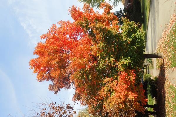 Название: PA315542.jpg
Просмотров: 257
Размер: 64.7 Кб