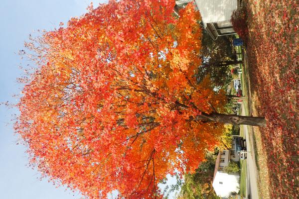 Название: PA315541.jpg
Просмотров: 270
Размер: 78.1 Кб