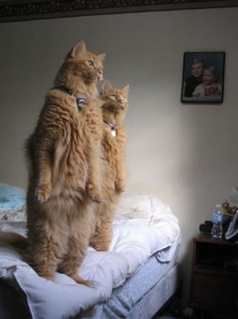 Название: How-my-cats-stand-every-day-to-watch-the-birds.jpg
Просмотров: 418
Размер: 40.0 Кб