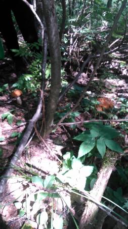 Название: 2014-07-26 12.46.50.jpg
Просмотров: 961
Размер: 32.4 Кб