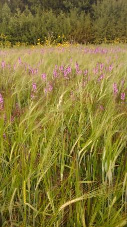 Название: 2014-07-26 13.31.46.jpg
Просмотров: 961
Размер: 30.1 Кб