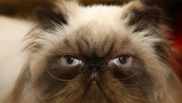 Название: kot.jpg
Просмотров: 431
Размер: 25.9 Кб