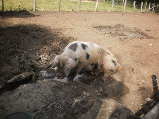 Название: P9160049.JPG
Просмотров: 1723
Размер: 77.3 Кб