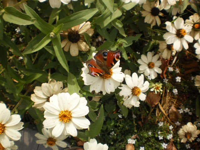 Название: P9160055.JPG
Просмотров: 2136
Размер: 81.8 Кб