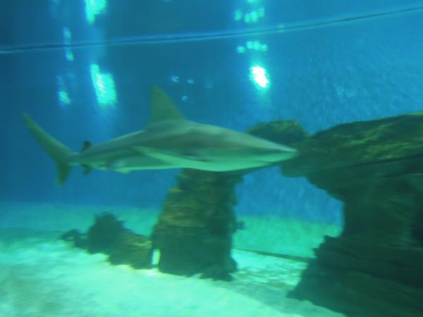 Название: DSCN0648.jpg
Просмотров: 842
Размер: 19.2 Кб