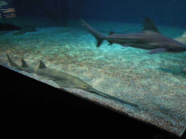 Название: DSCN0656.jpg
Просмотров: 773
Размер: 31.3 Кб