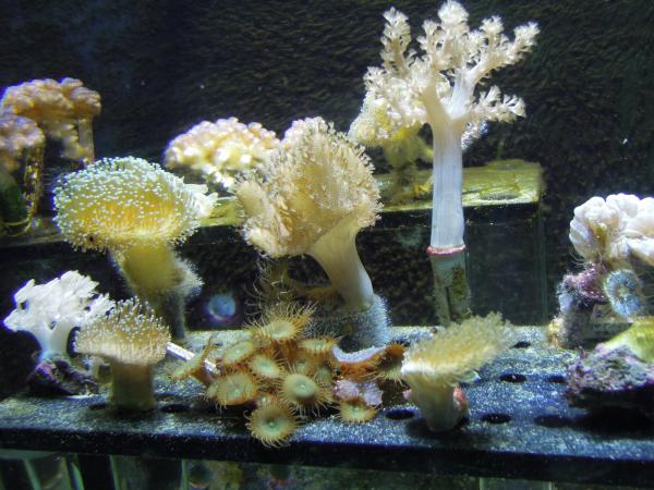 Название: DSCN0805.jpg
Просмотров: 773
Размер: 53.1 Кб