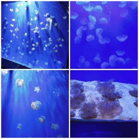 Название: collage.jpg
Просмотров: 754
Размер: 31.8 Кб