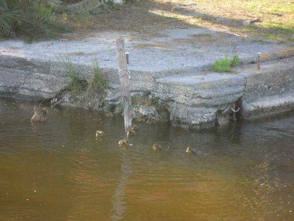 Название: DSCN3918.jpg
Просмотров: 711
Размер: 40.5 Кб