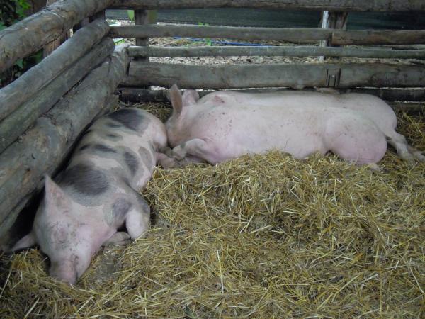 Название: DSCN4061.jpg
Просмотров: 903
Размер: 57.6 Кб