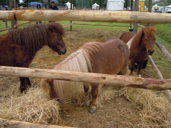 Название: DSCN4081.jpg
Просмотров: 907
Размер: 59.5 Кб