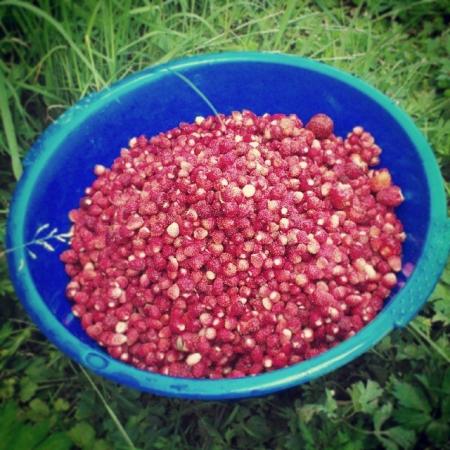 Название: Земнеличка.jpg
Просмотров: 1307
Размер: 46.1 Кб