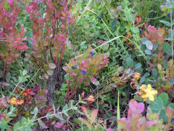 Название: DSCN4713.jpg
Просмотров: 655
Размер: 69.3 Кб