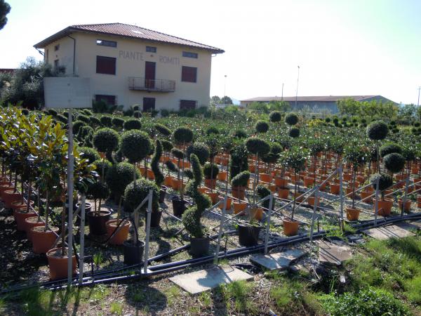 Название: DSCN5001.jpg
Просмотров: 1008
Размер: 64.4 Кб