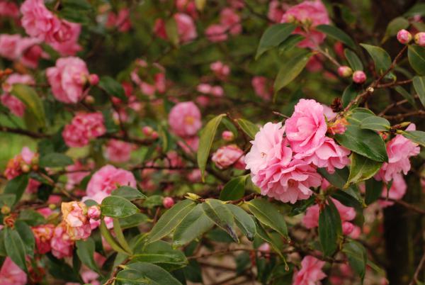 Название: DSC_9639.jpg
Просмотров: 1180
Размер: 41.5 Кб