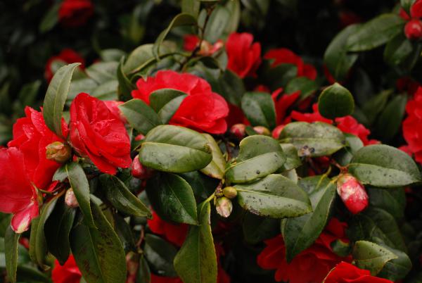 Название: DSC_9645.jpg
Просмотров: 977
Размер: 36.4 Кб