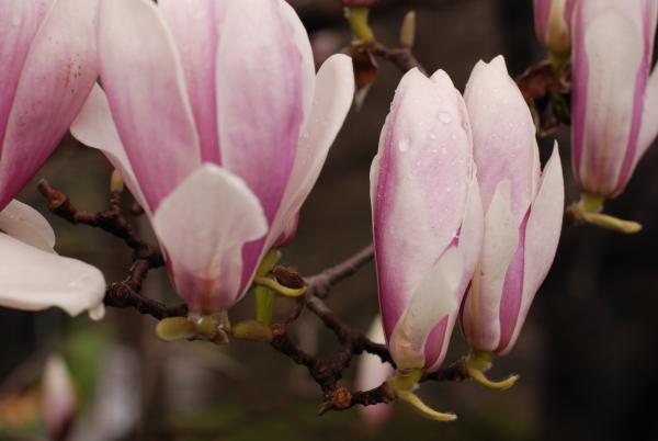 Название: DSC_9697.jpg
Просмотров: 1186
Размер: 24.8 Кб