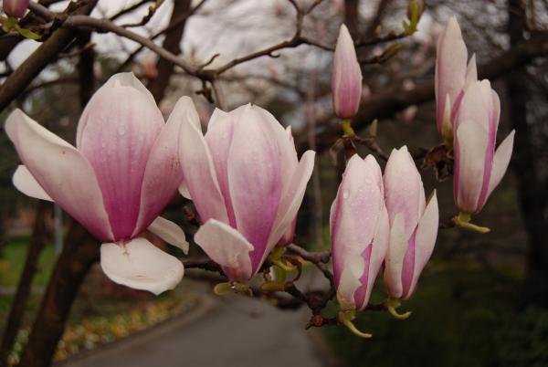Название: DSC_9692.jpg
Просмотров: 1221
Размер: 31.3 Кб