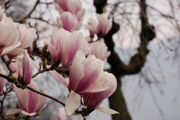 Название: DSC_9701.jpg
Просмотров: 982
Размер: 30.3 Кб