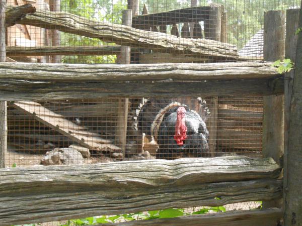 Название: DSCN0140.jpg
Просмотров: 9518
Размер: 61.4 Кб