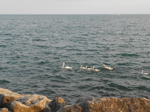 Название: DSCN0157.jpg
Просмотров: 1259
Размер: 50.3 Кб