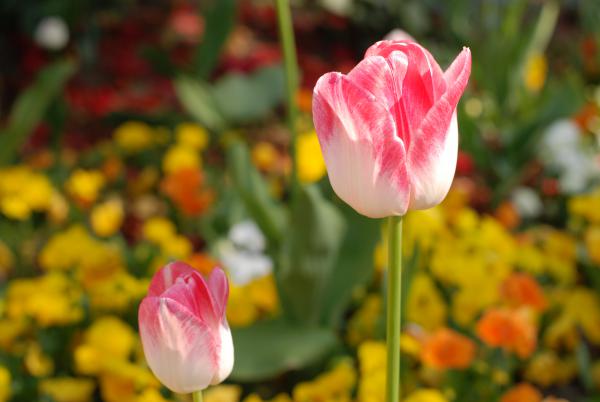 Название: DSC_0650.jpg
Просмотров: 1195
Размер: 28.6 Кб