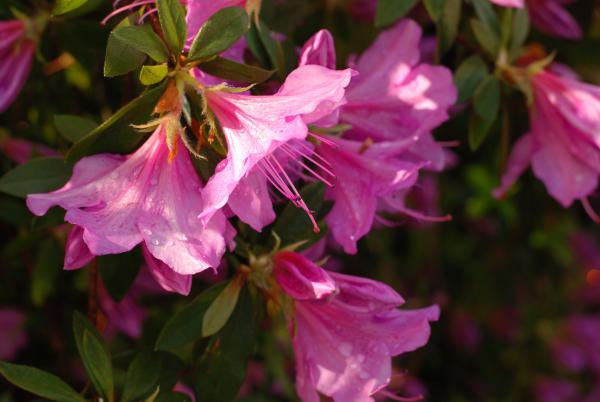 Название: DSC_0659.jpg
Просмотров: 1088
Размер: 31.9 Кб