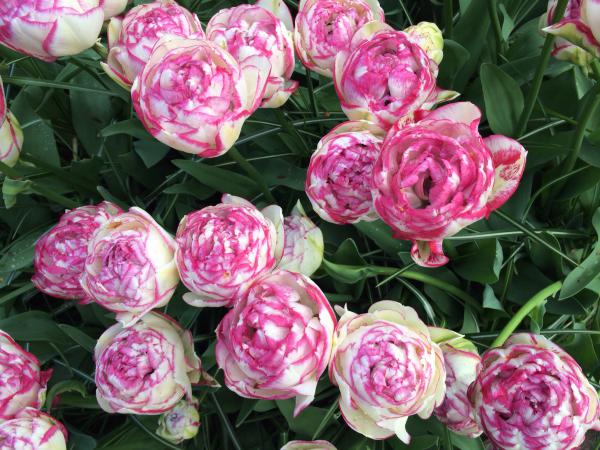 Название: image.jpg
Просмотров: 951
Размер: 64.8 Кб