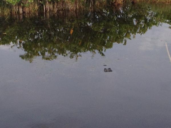 Название: IMG_6856a.jpg
Просмотров: 767
Размер: 29.4 Кб