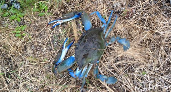 Название: IMG_6254a.jpg
Просмотров: 708
Размер: 70.4 Кб